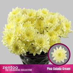 Chrysanth Spray Pina Colada Cream 70cm 115gr.