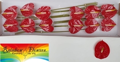 Anthurium Tropical 13cm Hd