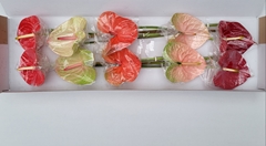 Anthurium Mix 15cm Hd