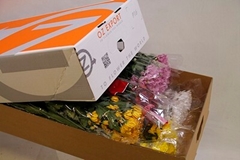 Chrysanth Spray Reagan Mix 70cm 85gr.