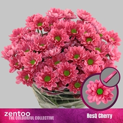 Chrysanth Spray Resq Cherry 70cm 80gr.