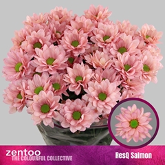 Chrysanth Spray Resq Salmon 70cm 75gr.