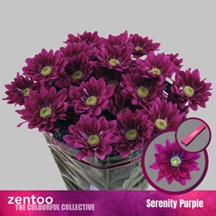 Chrysanth Spray Serenit Purple 70cm 70gr.