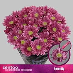 Chrysanth Spray Serenity 70cm 75gr.