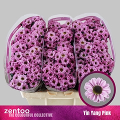 Chrysanth Santini Yin Yang Pink 55cm 44gr.