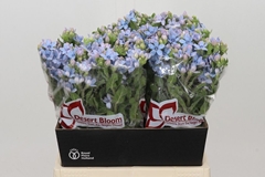 Oxypetalum Tweedia Blue 45cm