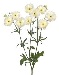 Ranunculus Butterfly Graces 60cm
