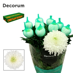 Chrysanth Single Magnum 70cm 100gr.
