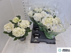 Hydrangea Schneeball 14Ø 35cm 4bl