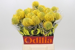Leucospermum High Gold 50cm