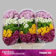 Chrysanth Santini Pompon Mix Per Bunch 55cm 48gr.