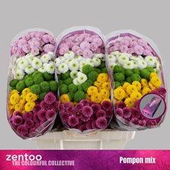 Chrysanth Santini Pompon Mix Per Bunch 55cm 48gr.