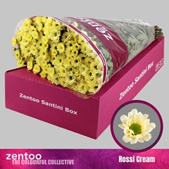 Chrysanth Santini Rossi Cream 55cm 44gr.