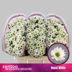 Chrysanth Santini Rossi White 55cm 44gr.
