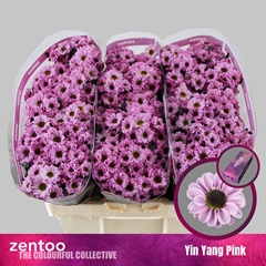 Chrysanth Santini Yin Yang Pink 55cm 48gr.