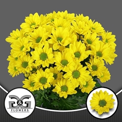 Chrysanth Spray Copa 70cm 85gr.