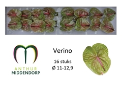 Anthurium Verino 11cm Hd