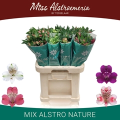 Alstroemeria Mix 70cm 40gr.