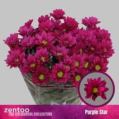 Chrysanth Spray Purple Star 70cm 80gr.