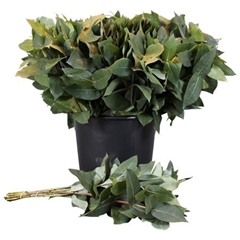 Eucalyptus Robusta Juveniel Per Bunch 55cm