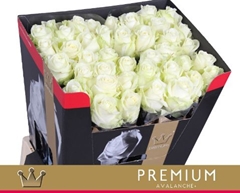 Rosa Avalanche+ 70cm