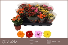 Kalanchoe Double Mix 8Ø 15cm