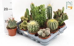 Cactus Mix 8Ø 10cm