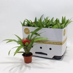 Guzmania Blitz 9Ø 25cm