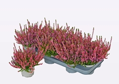 Calluna WiBo's Twin 11Ø 17cm