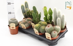 Cactus Mix 12Ø 15cm