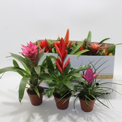Bromelia Mix 10Ø 25cm