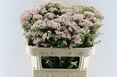 Ozothamnus Cooks Tall Pink 70cm