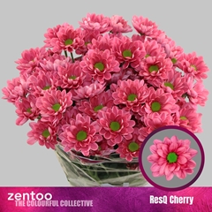 Chrysanth Spray Resq Cherry 70cm 75gr.