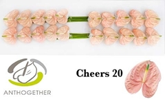 Anthurium Cheers 9cm Hd