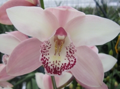 Cymbidium Summer Magic Pink 80cm