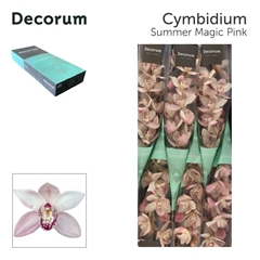 Cymbidium Summer Magic Pink 60cm