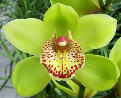 Cymbidium Melissa 80cm