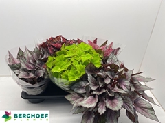 Begonia Leaf Beleaf Mix 17Ø 33cm