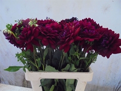 Dahlia Arabian Night 60cm