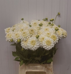 Dahlia Snow Cap 45cm