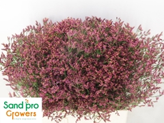 Limonium Sinense Scarlet Diamond 60cm 20gr.