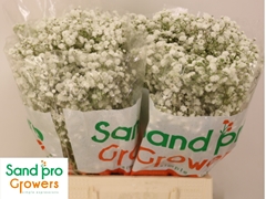 Gypsophila Paniculata Xlence 40cm 5gr.