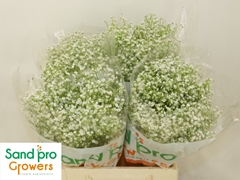 Gypsophila Paniculata Zinzi Discovery 40cm