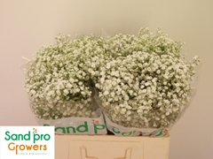 Gypsophila Paniculata Xlence 50cm 10gr.