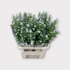 Aster Monte Casino Improved 85cm 25gr.