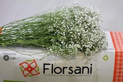 Gypsophila Paniculata Xlence 80cm 40gr.