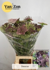 Daucus Carota Dara 75cm