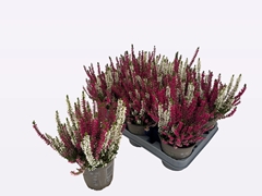 Calluna Beauty Ladies Mix In Pot 2 Colours 12Ø 30cm