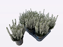 Calluna Beauty Ladies Mix 12Ø 30cm