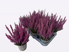 Calluna Beauty Ladies Mix 12Ø 30cm